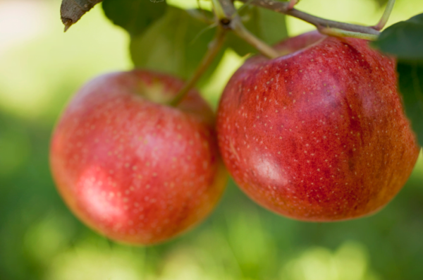 Pomme Royal Gala - 500 g