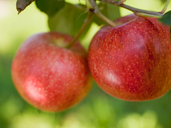 Pomme Royal Gala - 500 g