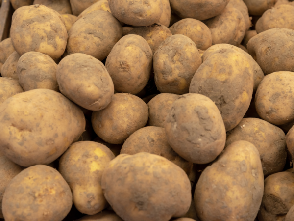 Pomme de terre vieille Agria - 250 g